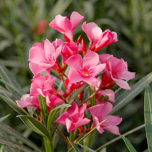 Oleander Standard - Image 5