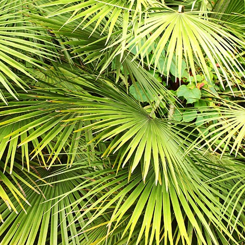 Chamaerops Humilis Fan Palm - Image 4
