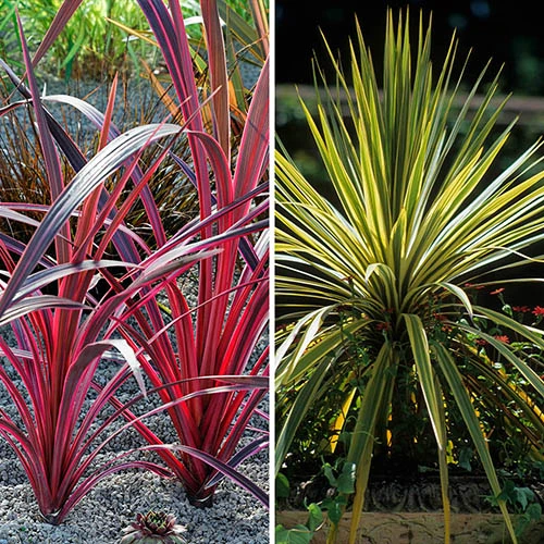 Cordyline Passion 9cm X2