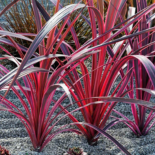 Cordyline Passion 9cm X2 - Image 2
