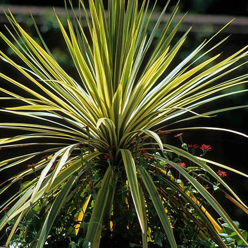 Cordyline Passion 9cm X2 - Image 3