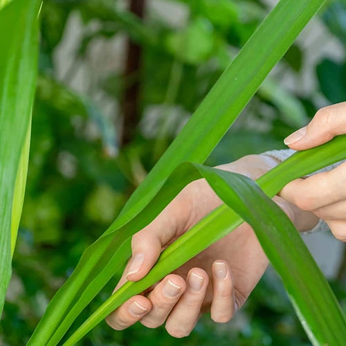 Yucca 2 Stem 45/20cm In 17cm Pot 70cm Tall - Image 2