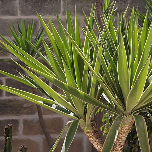 Yucca 2 Stem 45/20cm In 17cm Pot 70cm Tall - Image 4