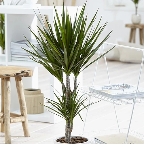 Dracaena Marginata - Image 2