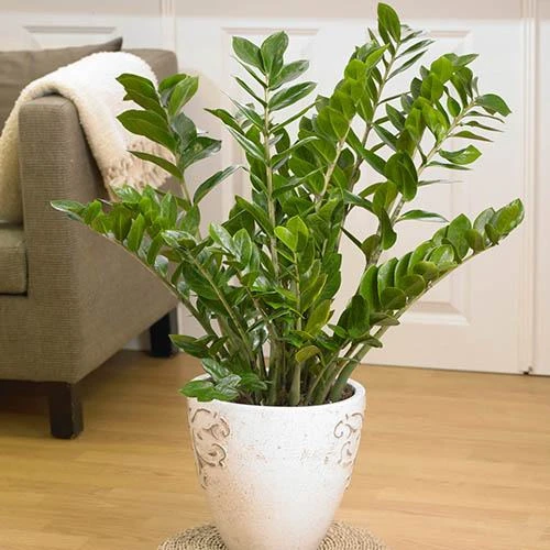 Zamioculcas Zamiifolia 'ZZ Plant' - Image 2