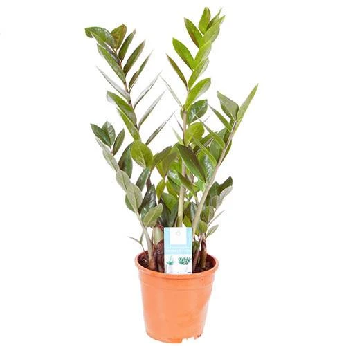 Zamioculcas Zamiifolia 'ZZ Plant' - Image 3