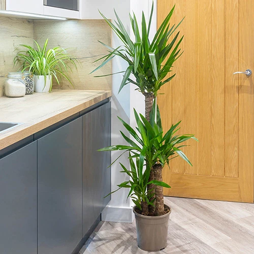 Yucca Elephantipes - Image 3