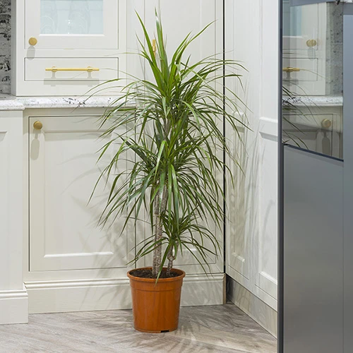 Dracaena Marginata 3 Stem - Image 2