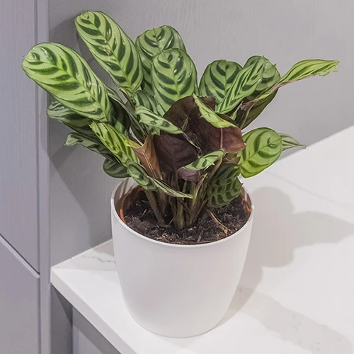 Ctenanthe Burle-marxii - Image 2