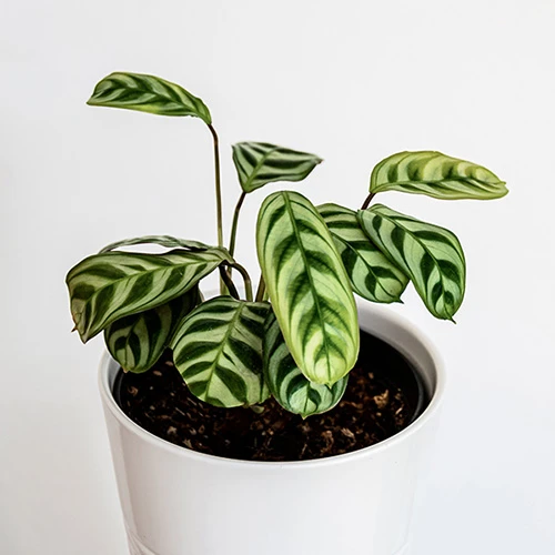 Ctenanthe Burle-marxii - Image 3