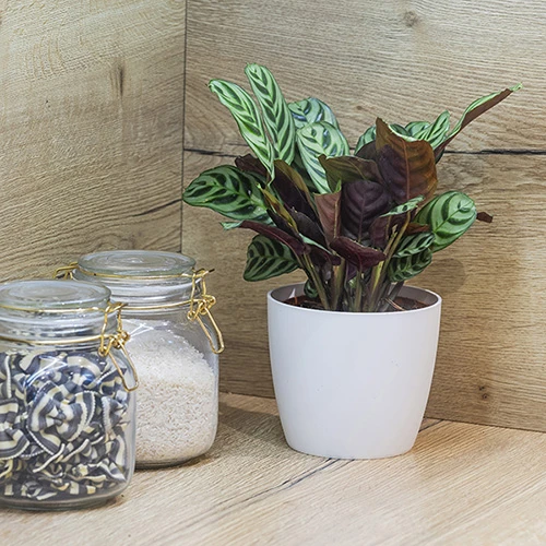 Ctenanthe Burle-marxii - Image 4