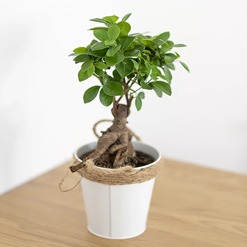 Ficus Microcarpa Ginseng - Image 2