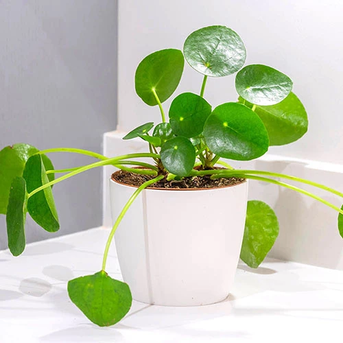 Chinese Money Plant