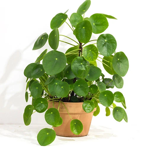 Chinese Money Plant - Image 2