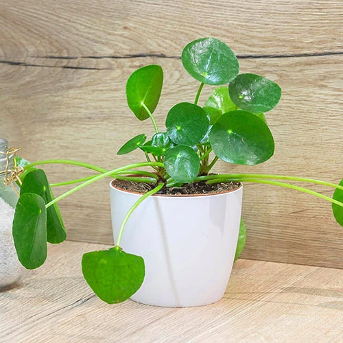 Chinese Money Plant - Image 3