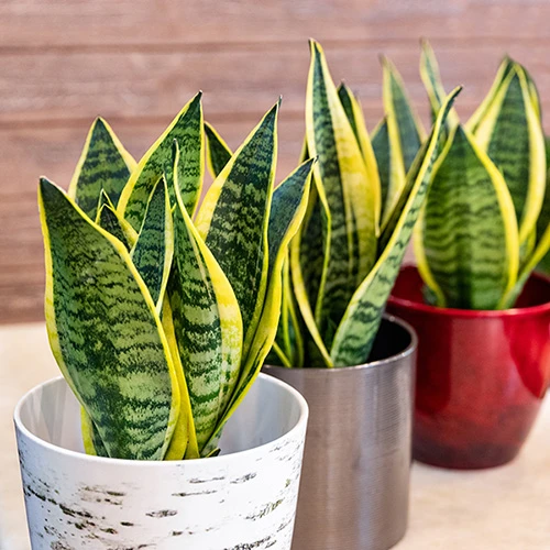 Sansevieria Trifasciata Laurentii 'Snake Plant'