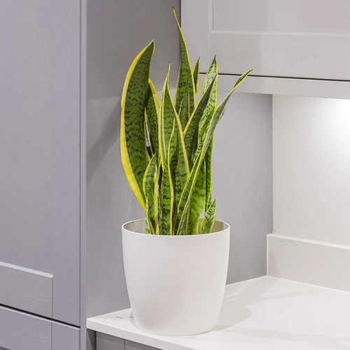 Sansevieria Trifasciata Laurentii 'Snake Plant' - Image 2